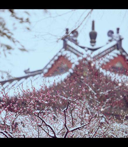 回首，落梅花